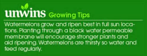 Watermelon Red Star F1 Seeds Unwins Growing Tips